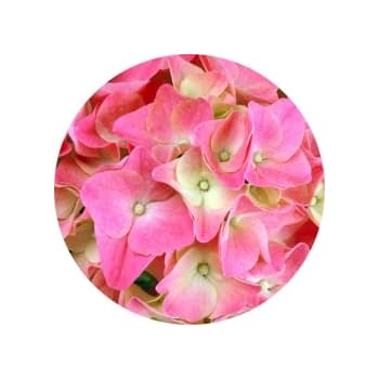 Trädgårdshortensia 21 cm rosa.
