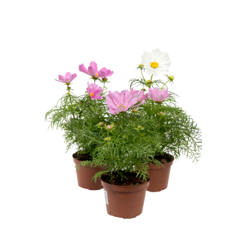 Rosenskära 12,5 cm.