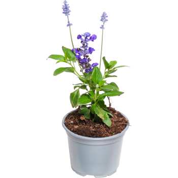 Daggsalvia 12 cm ICA.