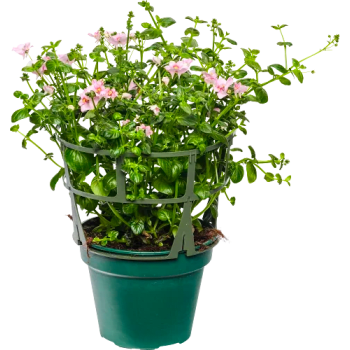 Tvillingsporre rosa.