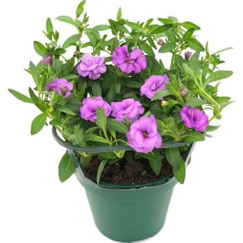 Hängpetunia dubbel 12 cm.