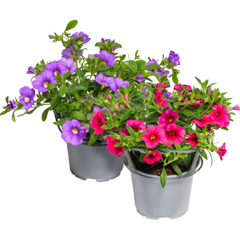 Petunia 12 cm ICA.