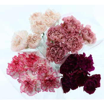 Storblommiga nejlikor 5 pack 50 cm.