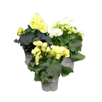 Begonia 12cm kruka Höjd 25cm varierande färger.
