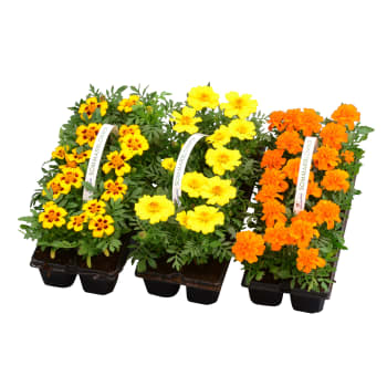 Sommarplant 10-p varierande sorter.