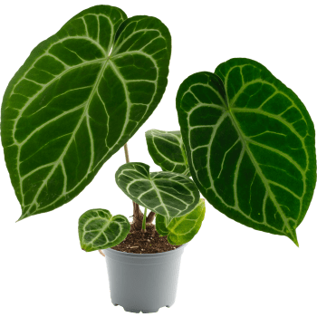Anthurium mix 12 cm.