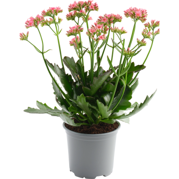 Kalanchoe brokbladig 10,5cm Höjd 26cm.