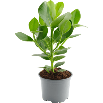 Narrfikus 12cm kruka Höjd 38cm.
