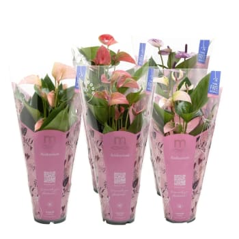 Anthurium M röd.
