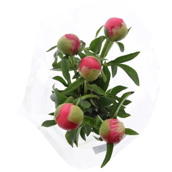 Pioner 5 pack 50 cm.