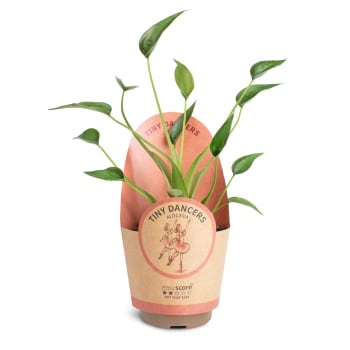 Alocasia Tiny Dancer 11cm.