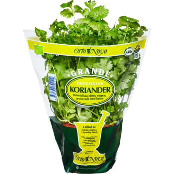 Koriander Grande eko Klass 1.