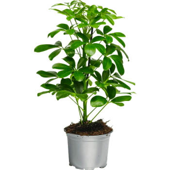 Paraplyaralia 13 cm.
