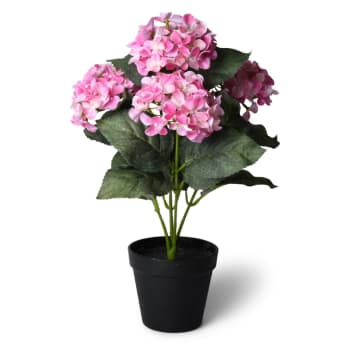 KV Hortenisa Rosa 40cmx4.