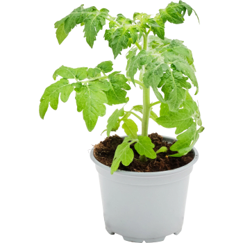 Tomatplanta 12 cm.