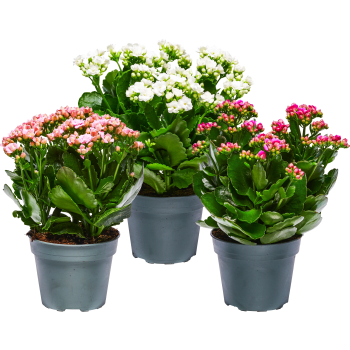 Kalanchoe 13cm.