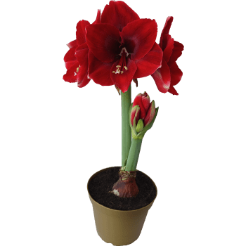 Amaryllis Jumbo.