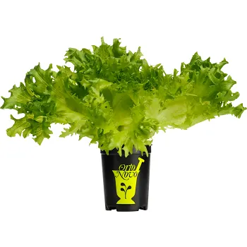 Krispsallat i kruka 1-p Orto Novo.