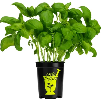 Basilika i kruka 1-p KRAV Orto Novo Klass 1 ICA.