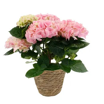 Arrangemang Hortensia korg.