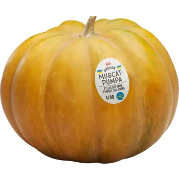 Pumpa Muscat Klass 1 ICA.