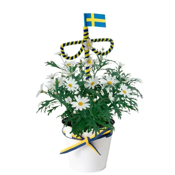 Arrangemang Midsommar margerit 11cm kruka.