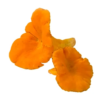 Kantarell ca 10g Klass 1.