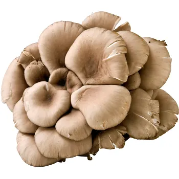 Ostronskivling ca 100g Klass 1.