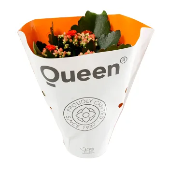 Kalanchoe dubbelblommande 10,5cm kruka Höjd 26cm orange.