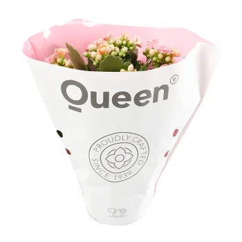 Kalanchoe dubbelblommande 10,5cm kruka Höjd 26cm rosa.