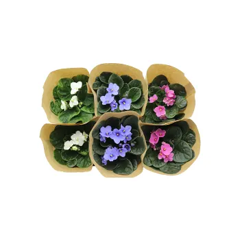 St.Paulia dubbelblommande 12cm kruka Höjd 20cm varierande färger.