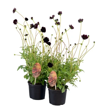 Chokladskära 13cm kruka Höjd 35cm vinröd.