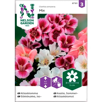 Atlasblomma Blandade färger 1-p Nelson Garden.