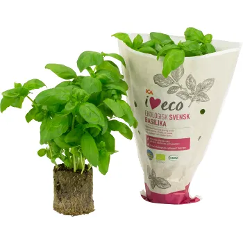 Basilika Ekologisk 1-p Klass 1 ICA i love.