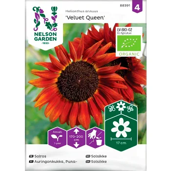 Solros Velvet Queen Organic 1-p Nelson Garden.