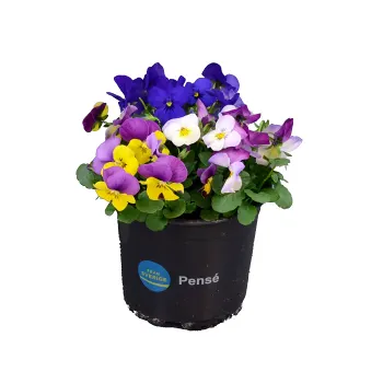 Pensé småblommig singel 12cm kruka varierande färger.