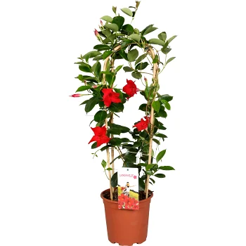 Dipladenia på spalje.