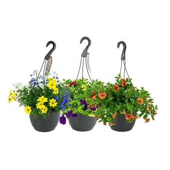 Mellanampel mix i varierande sorter och färger.