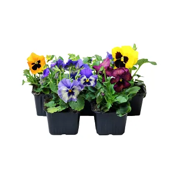 Pensé storblommig i varierande färger.