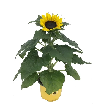 Solros 13cm kruka Höjd 35cm gul.