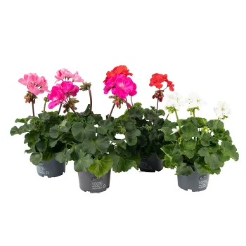 Pelargon zonale 12cm.