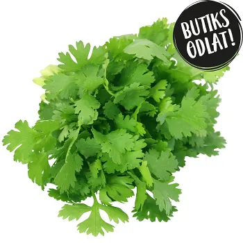 Koriander 40g Butiksodlad.