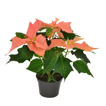 Julstjärna 4-6 grenad special 13cm Höjd 28cm.