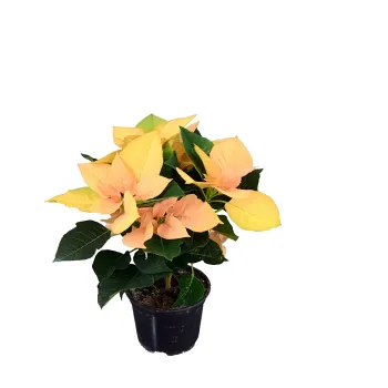 Höststjärna 12cm kruka Höjd 28cm aprikos.