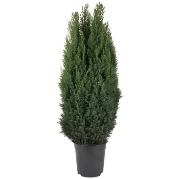 Ädelcypress 21cm kruka Höjd 75cm.