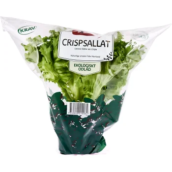 Crispsallat Kruka KRAV Hällnäs Handelsträdgård.