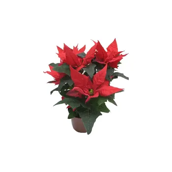 Julstjärna Jester Röd 1-p Blomsterboda.