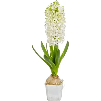Hyacint Vit 1-p S-Blommor.
