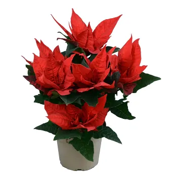 Julstjärna Röd Jester 25cm med kruka 12cm.