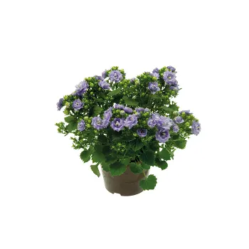 Campanula Dubbel.